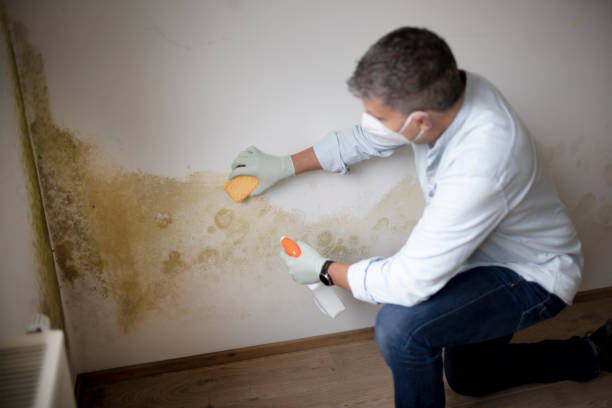 Best Mold Removal for HVAC Installations  in Stillwater, OK