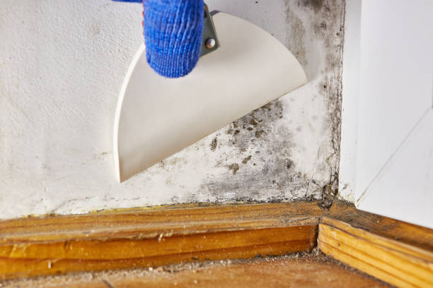 Best Mold-Related Health Consultation  in Stillwater, OK