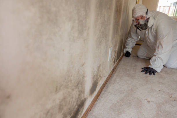 Best Environmental Consulting for Mold Prevention  in Stillwater, OK